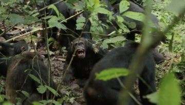 La mayor comunidad de chimpancés salvajes del mundo se divide e inicia una guerra civil