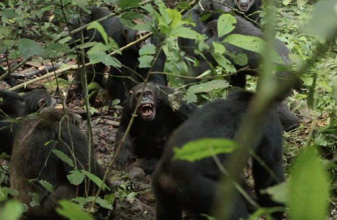 La mayor comunidad de chimpancés salvajes del mundo se divide e inicia una guerra civil