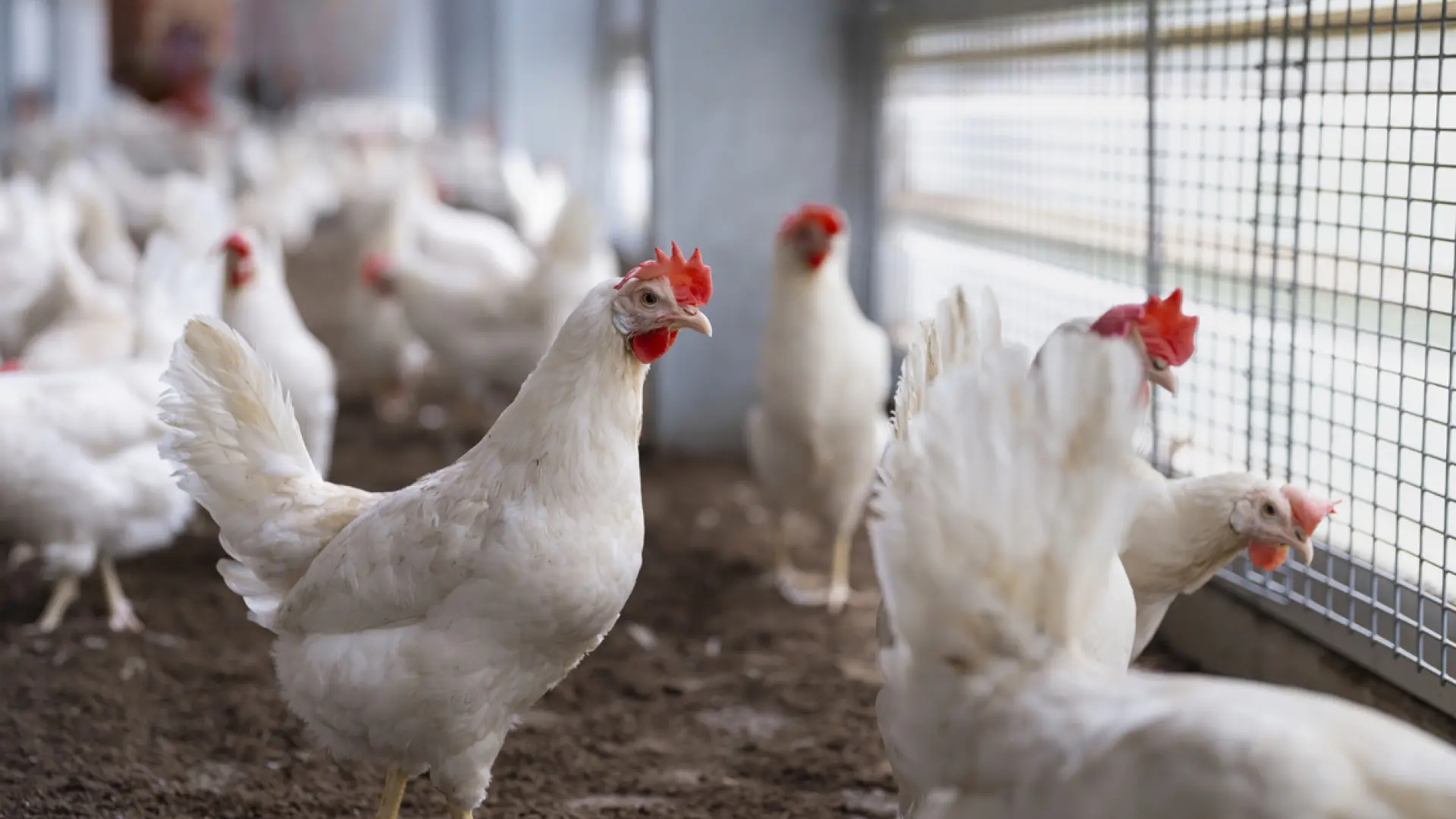 El Gobierno levanta parcialmente el confinamiento a las aves de corral por la gripe aviar