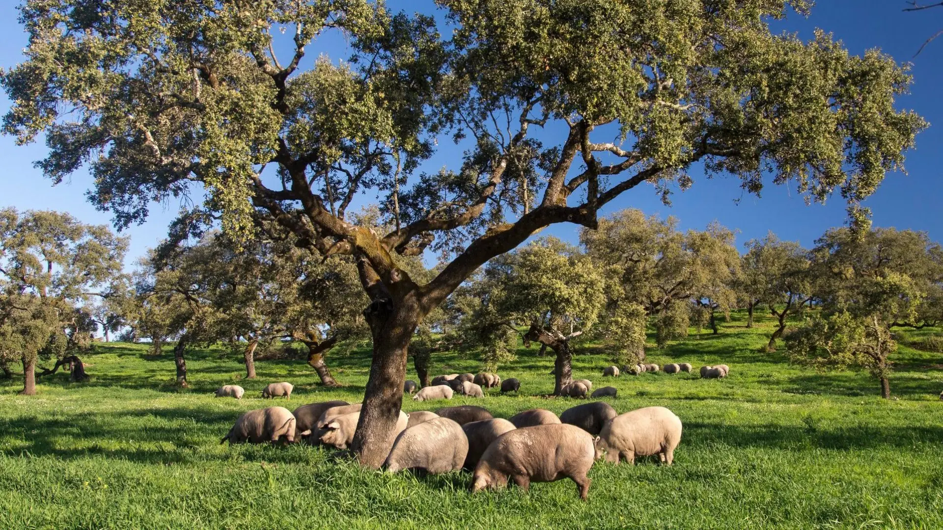 Guijuelo quiere expandirse con una Indicación Geográfica para embutidos con la que 'romper' el mercado