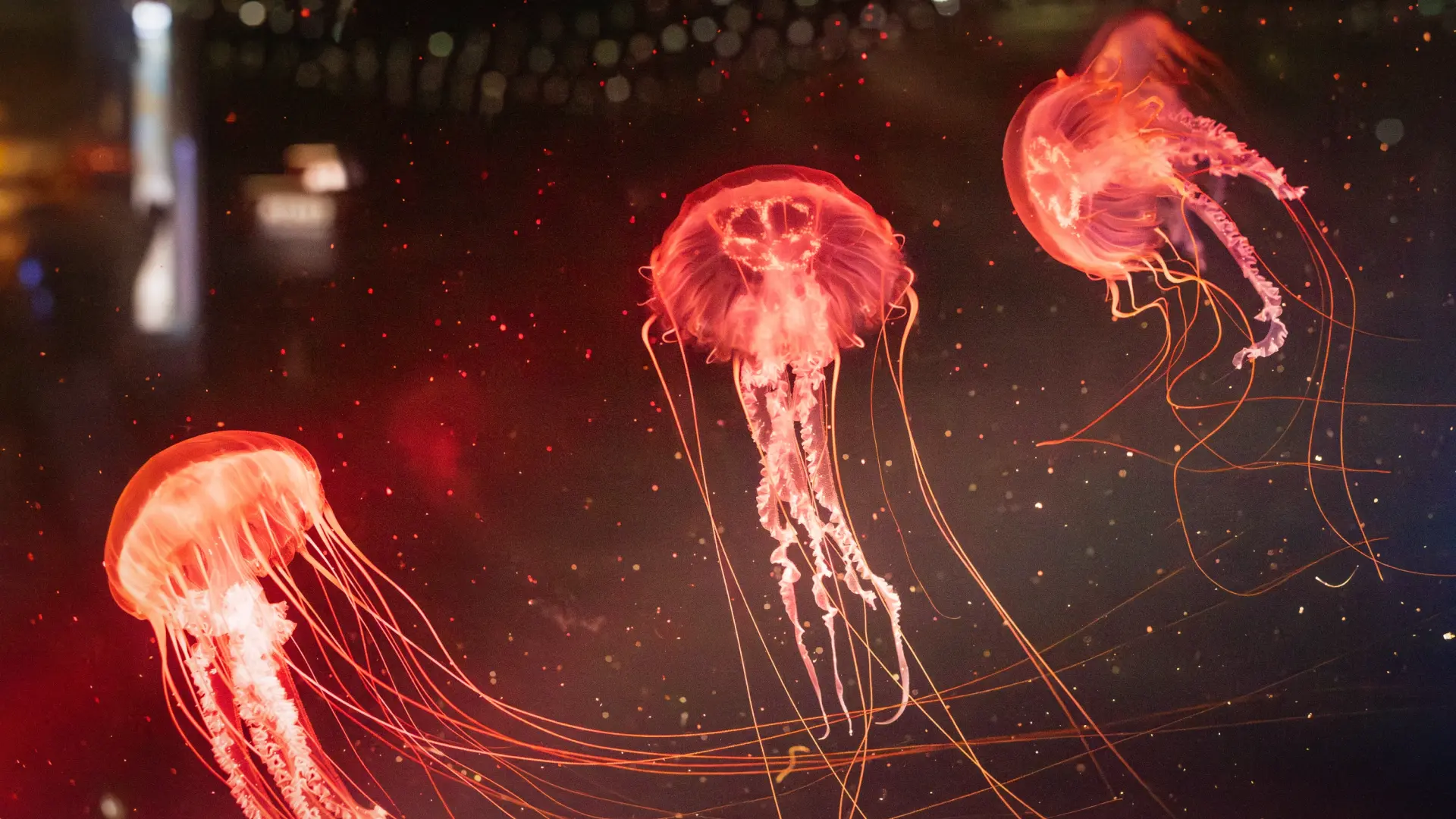 Cucarachas y medusas