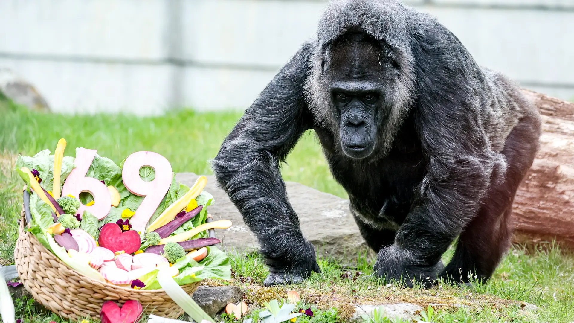 La gorila más longeva del mundo cumple 69 años en el zoo de Berlín