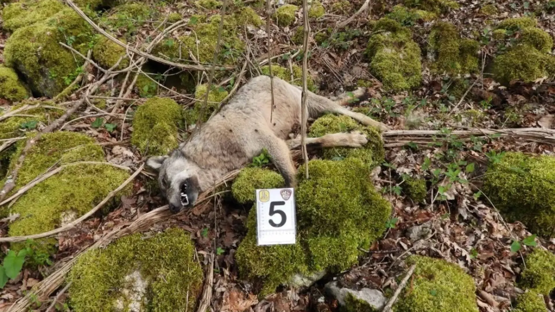 Las autoridades italianas buscan al autor de un envenenamiento masivo que ha matado a 10 lobos en pocos días