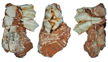 Científicos y universidades reclaman que el currículum educativo incluya explícitamente la evolución