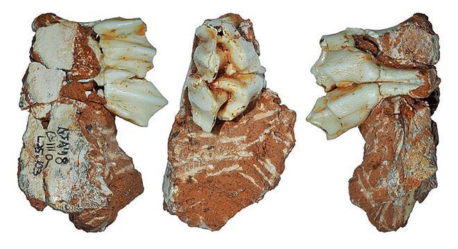 Científicos y universidades reclaman que el currículum educativo incluya explícitamente la evolución