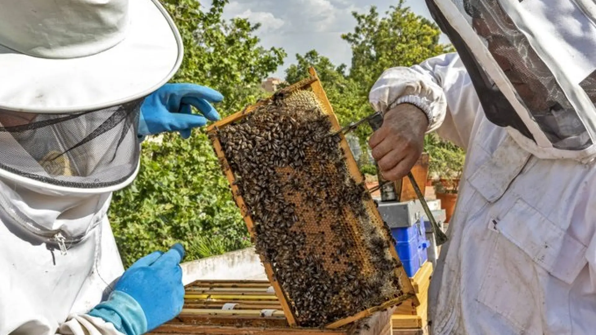 La apicultura protesta contra su exclusión de las ayudas por Irán y alerta de que ya paga un 51% más por el gasóleo