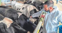 Mordeduras, arañazos, coces, cornadas, estrés… los veterinarios quieren ser declarados como una profesión de riesgo