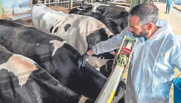 Mordeduras, arañazos, coces, cornadas, estrés… los veterinarios quieren ser declarados como una profesión de riesgo