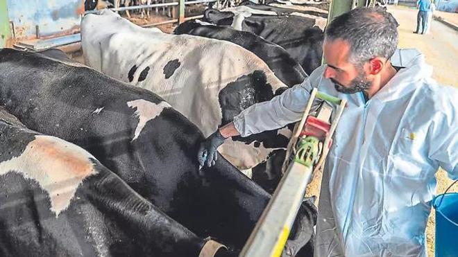 Mordeduras, arañazos, coces, cornadas, estrés… los veterinarios quieren ser declarados como una profesión de riesgo