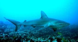 Demuestran que el calentamiento de los mares compromete a los grandes peces oceánicos
