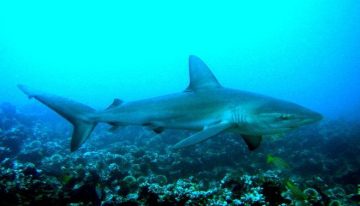 Demuestran que el calentamiento de los mares compromete a los grandes peces oceánicos
