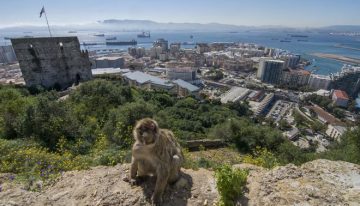 Los monos de Gibraltar «se medican» con tierra para contrarrestar la comida basura de los turistas