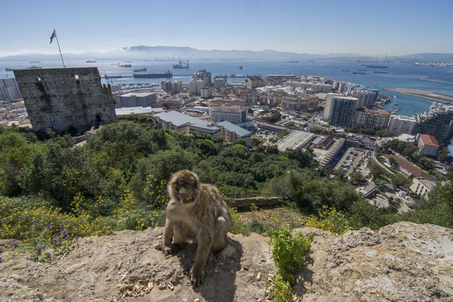 Los monos de Gibraltar «se medican» con tierra para contrarrestar la comida basura de los turistas