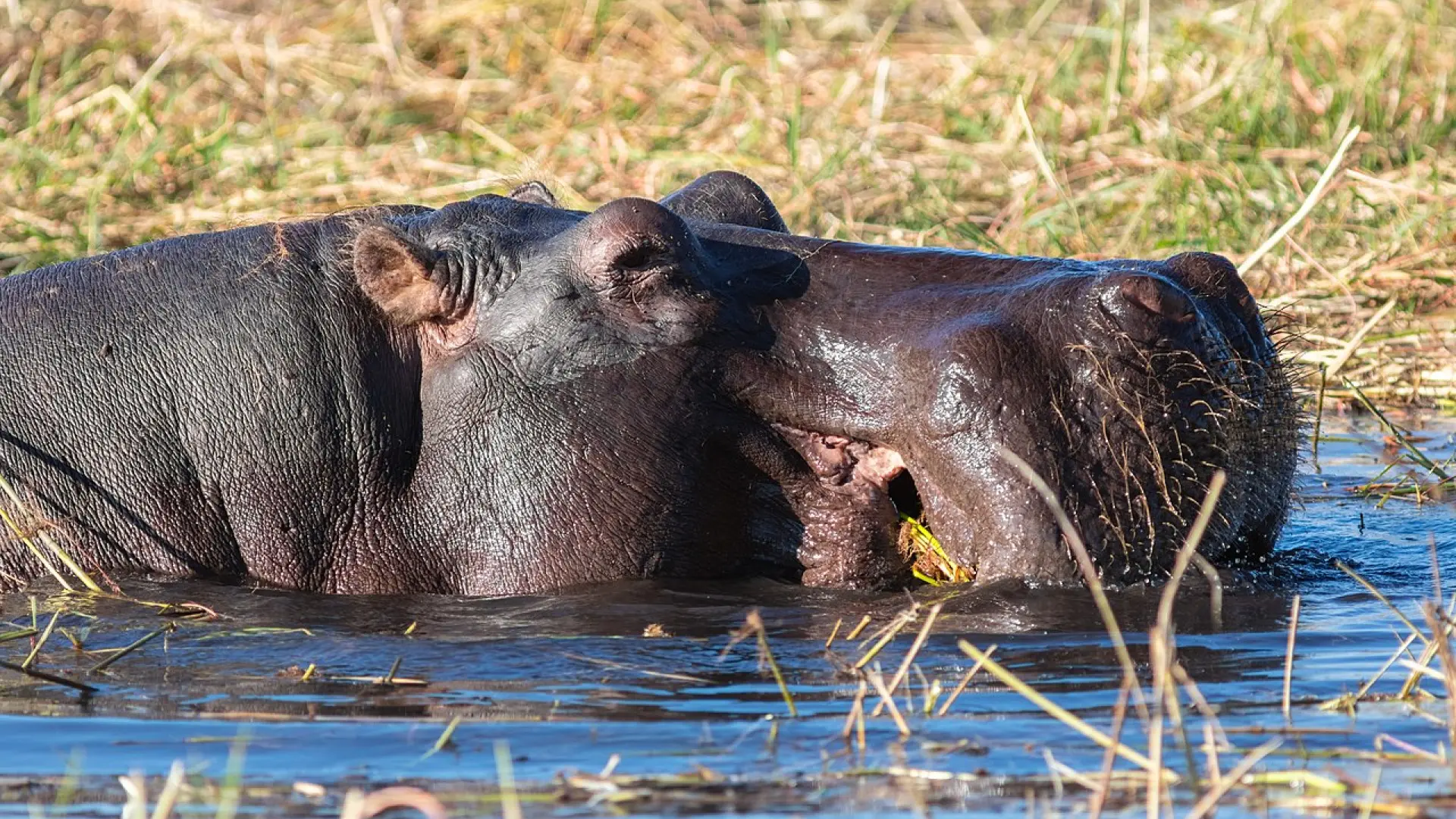 Colombia sacrificará a los hipopótamos de la cocaína de Pablo Escobar: cuántos hay, zonas afectadas, cómo se les va a eliminar…