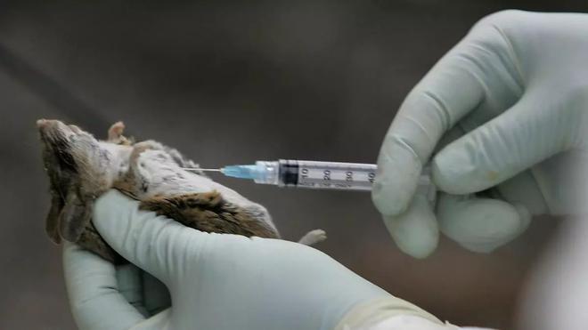 Un caso de hantavirus en el Berguedà en 2024: el único precedente reciente de la enfermedad en Catalunya