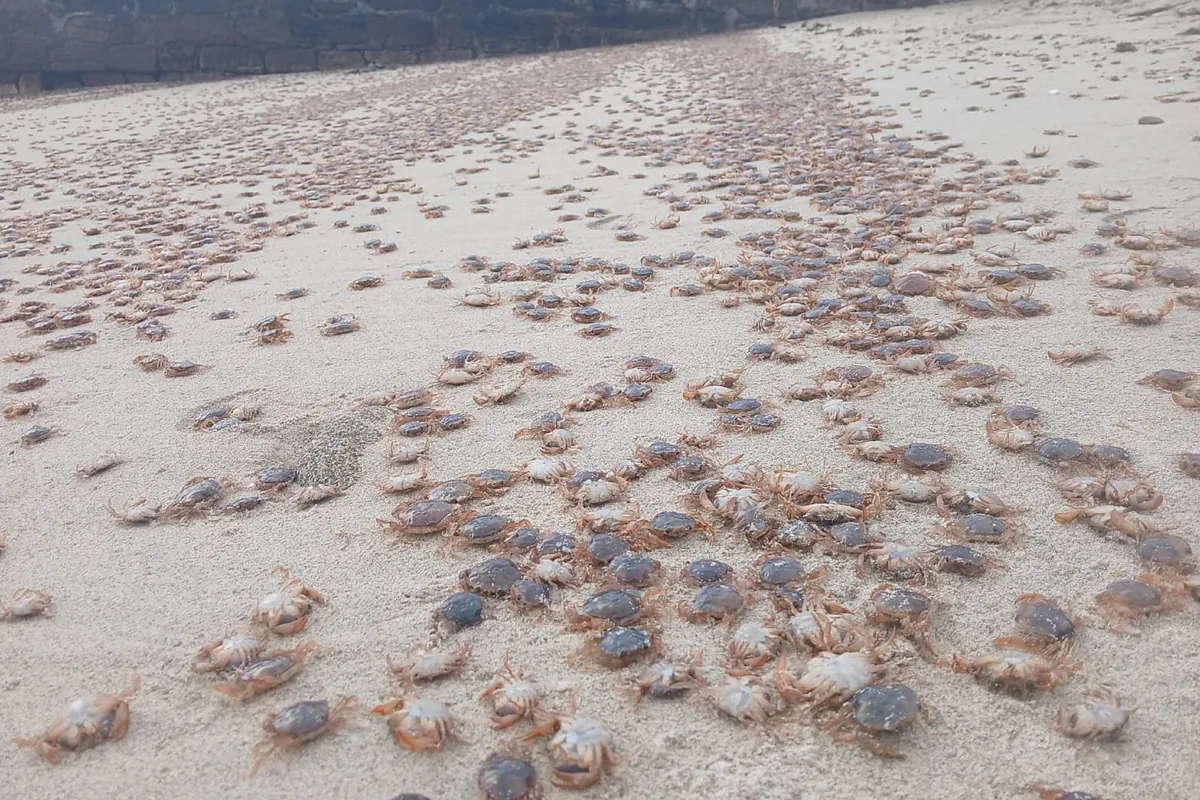 Miles de cangrejos patudos atestan las playas de las islas Cíes, Ons, Sálvora y Cortegada