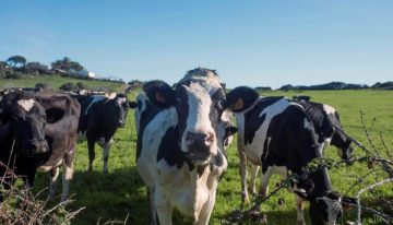 Las vacas pueden reconocer un rostro humano familiar