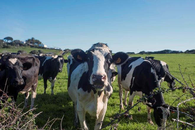 Las vacas pueden reconocer un rostro humano familiar