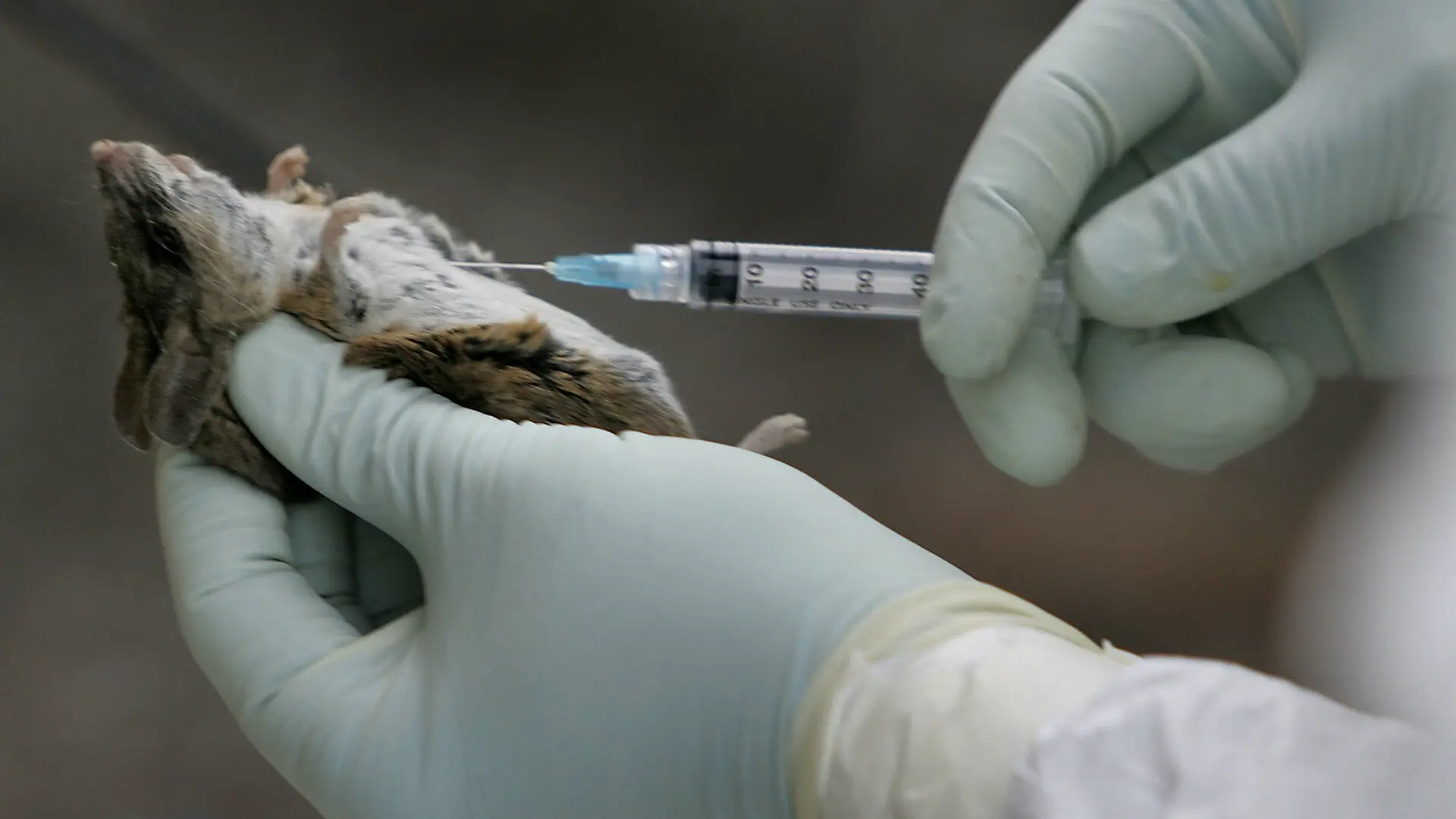 Confirman que el hantavirus que ha causado tres muertes en un crucero es de la cepa Andes, la transmisible entre humanos