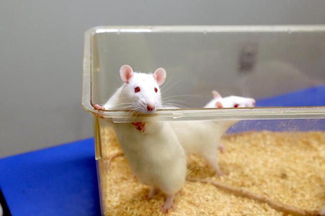 China ya prueba en ratones una vacuna experimental de ARNm contra distintas variantes del ébola, incluida la cepa de Bundibugyo
