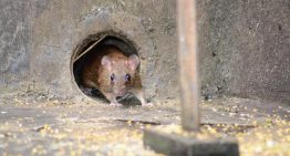 Fernando Esperón, profesor de Veterinaria, sobre el foco de hantavirus en un crucero: «No hay que entrar en pánico porque el contagio entre humanos es casi nulo»
