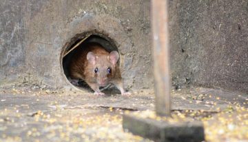 Fernando Esperón, profesor de Veterinaria experto en hantavirus: «No hay que entrar en pánico, el contagio entre humanos es casi nulo»
