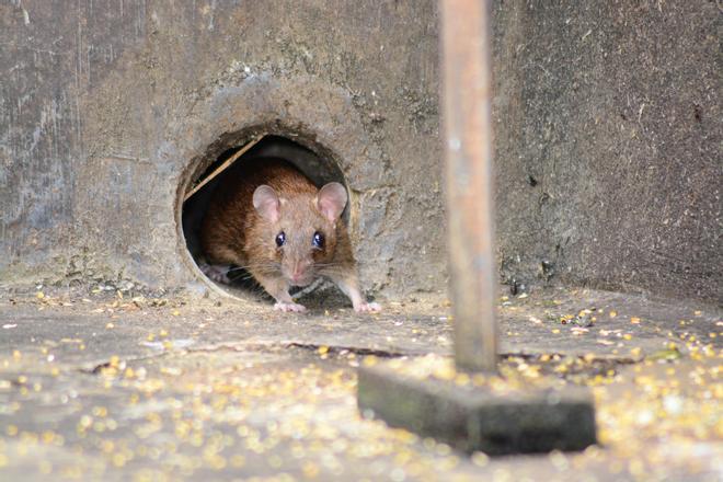 Fernando Esperón, profesor de Veterinaria experto en hantavirus: «No hay que entrar en pánico, el contagio entre humanos es casi nulo»