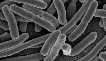 Más de 24.000 personas mueren al año en España por bacterias resistentes a antibióticos