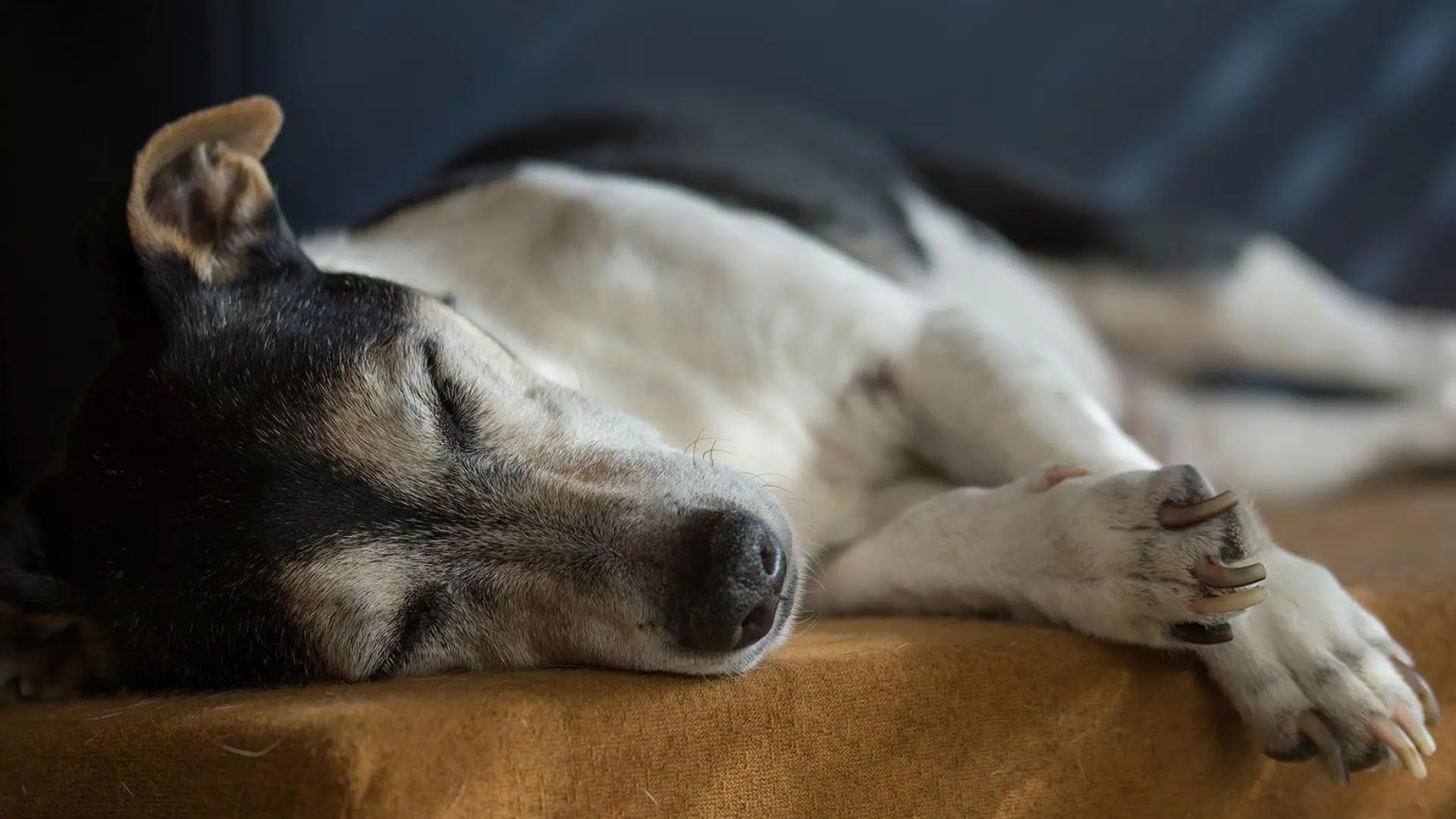 Cómo realizar reanimación cardiovascular a un perro, según los veterinarios