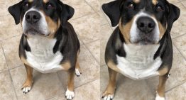 He probado el Reencuadre Espacial de Fotos en iOS 27 y parece magia: así puedes mover la cámara después de hacer la foto