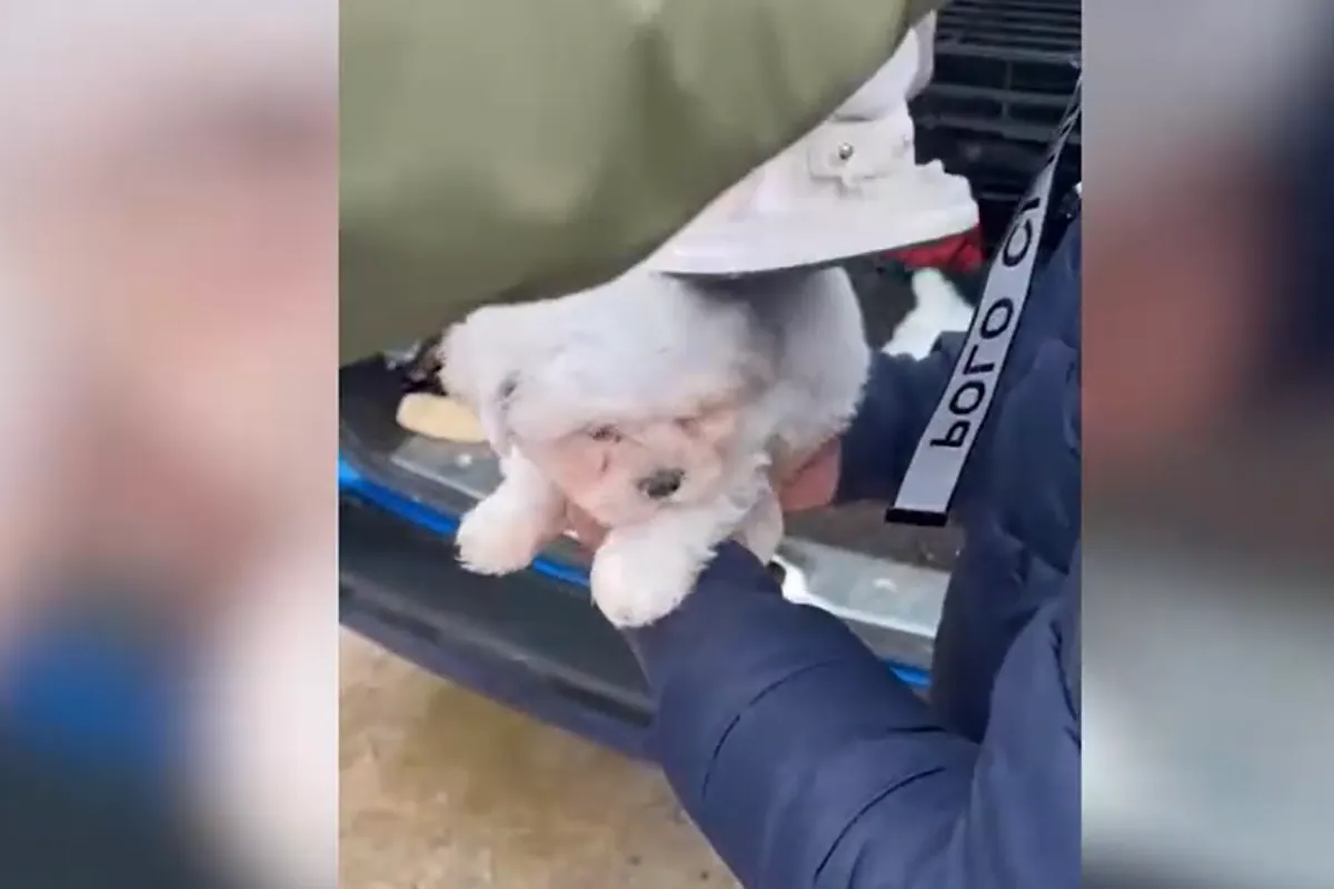 Desarticulan una red criminal en Ávila que vendió a más de 600 víctimas cachorros enfermos y con documentación falsa
