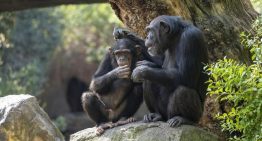 El sexo salvó el planeta: un estudio demuestra cómo la reproducción asexual ralentizó la evolución y redujo la variedad de especies durante milenios