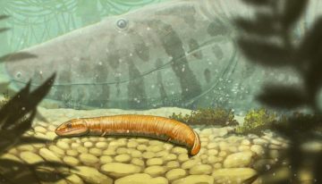 Los fósiles de crías de los antiguos cocodrilos reescriben la evolución de los tetrápodos