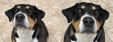 He probado el Reencuadre Espacial de Fotos en iOS 27 y parece magia: así puedes mover la cámara después de hacer la foto