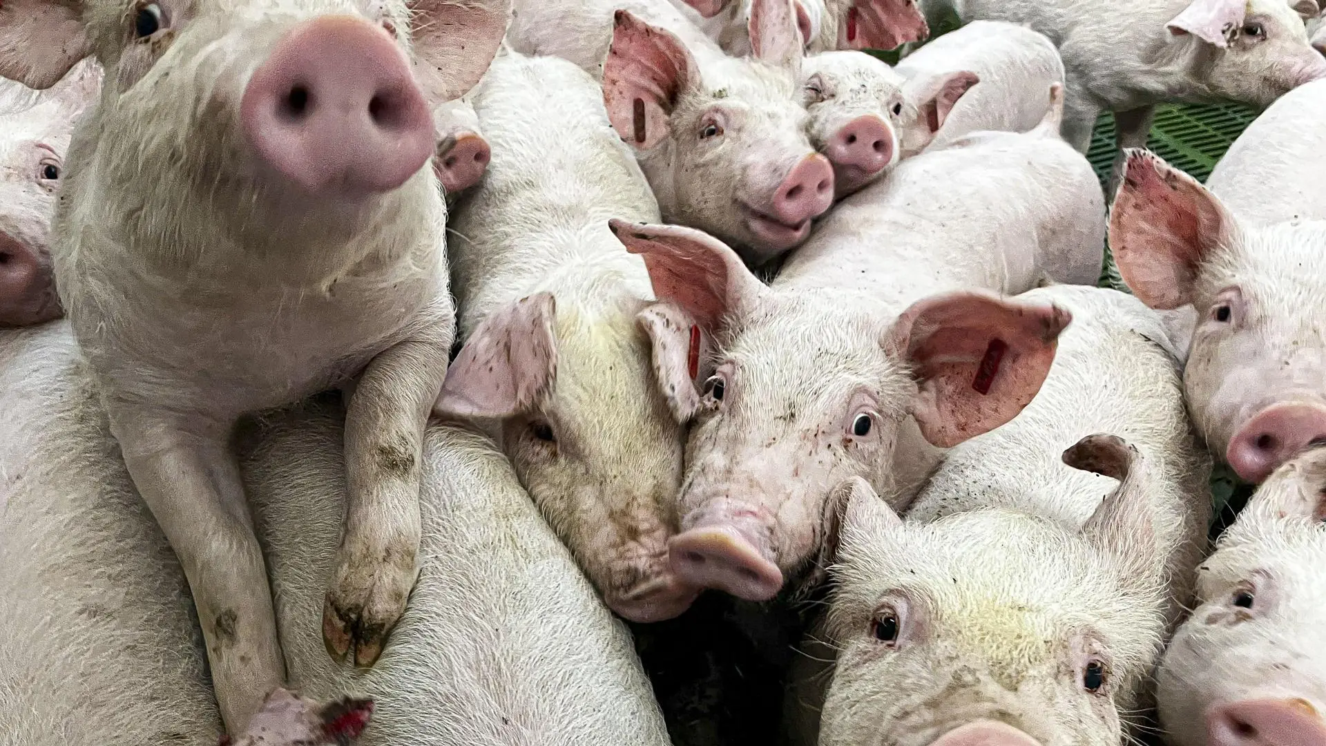 La industria cárnica advierte de un fuerte impacto sobre las exportaciones por la peste porcina y la dermatosis