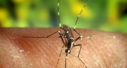Un estudio concluye que el riesgo de transmisión en España del virus Oropouche es «muy bajo»