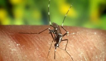 Un estudio concluye que el riesgo de transmisión en España del virus Oropouche es «muy bajo»