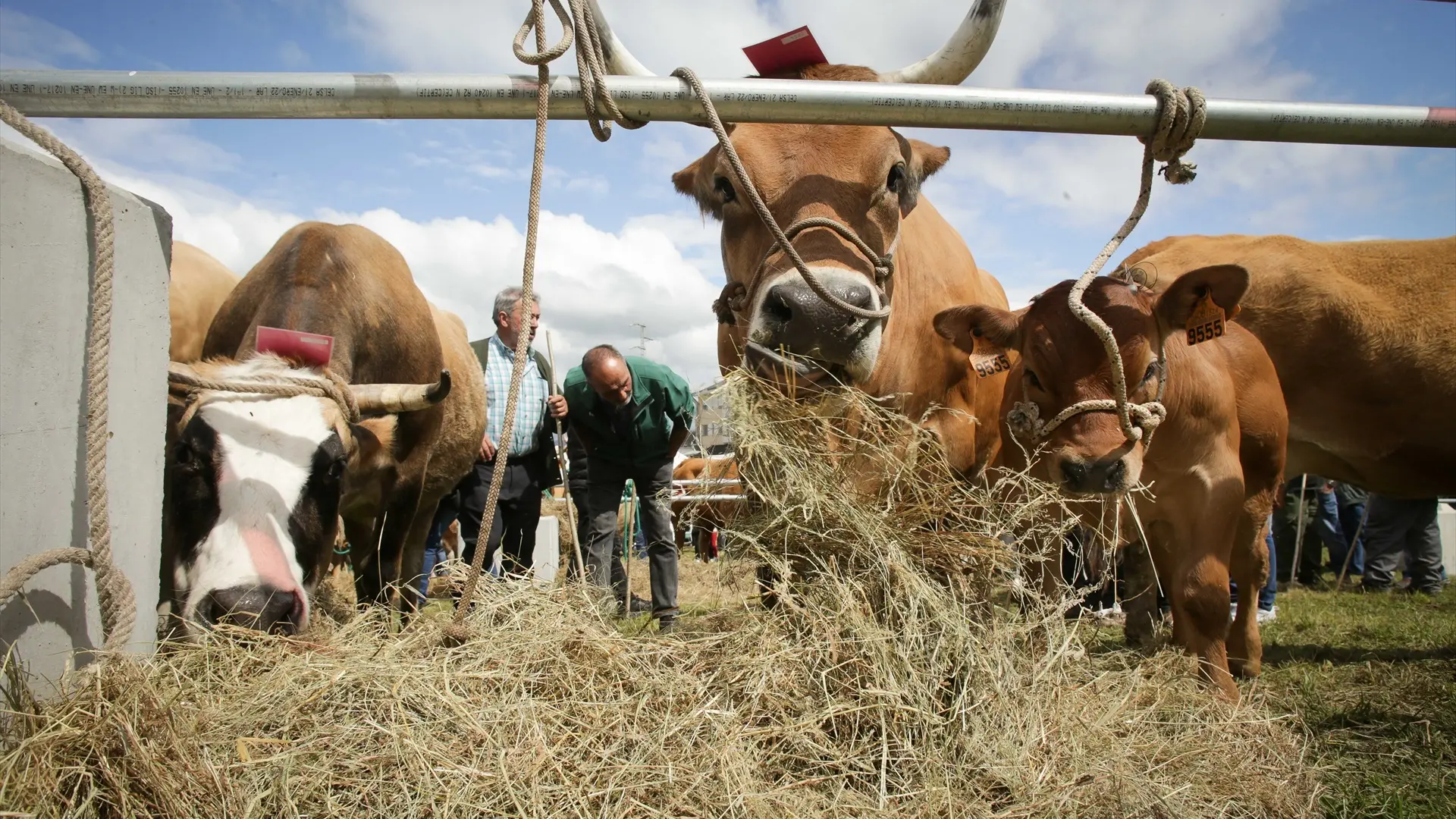 Los ganaderos hablan de «guerra de precios» en el súper por la leche y avisan contra la crisis en el sector