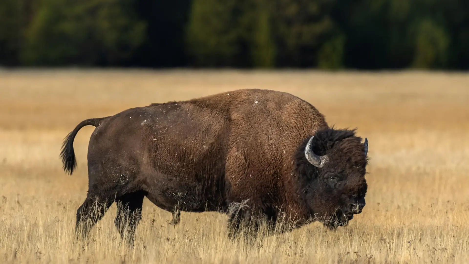 Un niño de 12 años, hospitalizado tras ser embestido por un bisonte de 900 kilos en el parque de Yellowstone