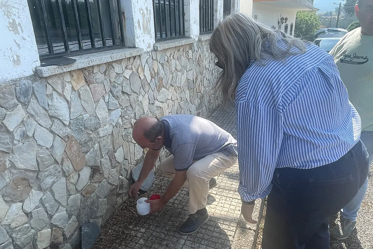 Invasión en Asturias: vecinos de Tineo abandonan sus hogares por una incontrolable plaga de gusanos negros