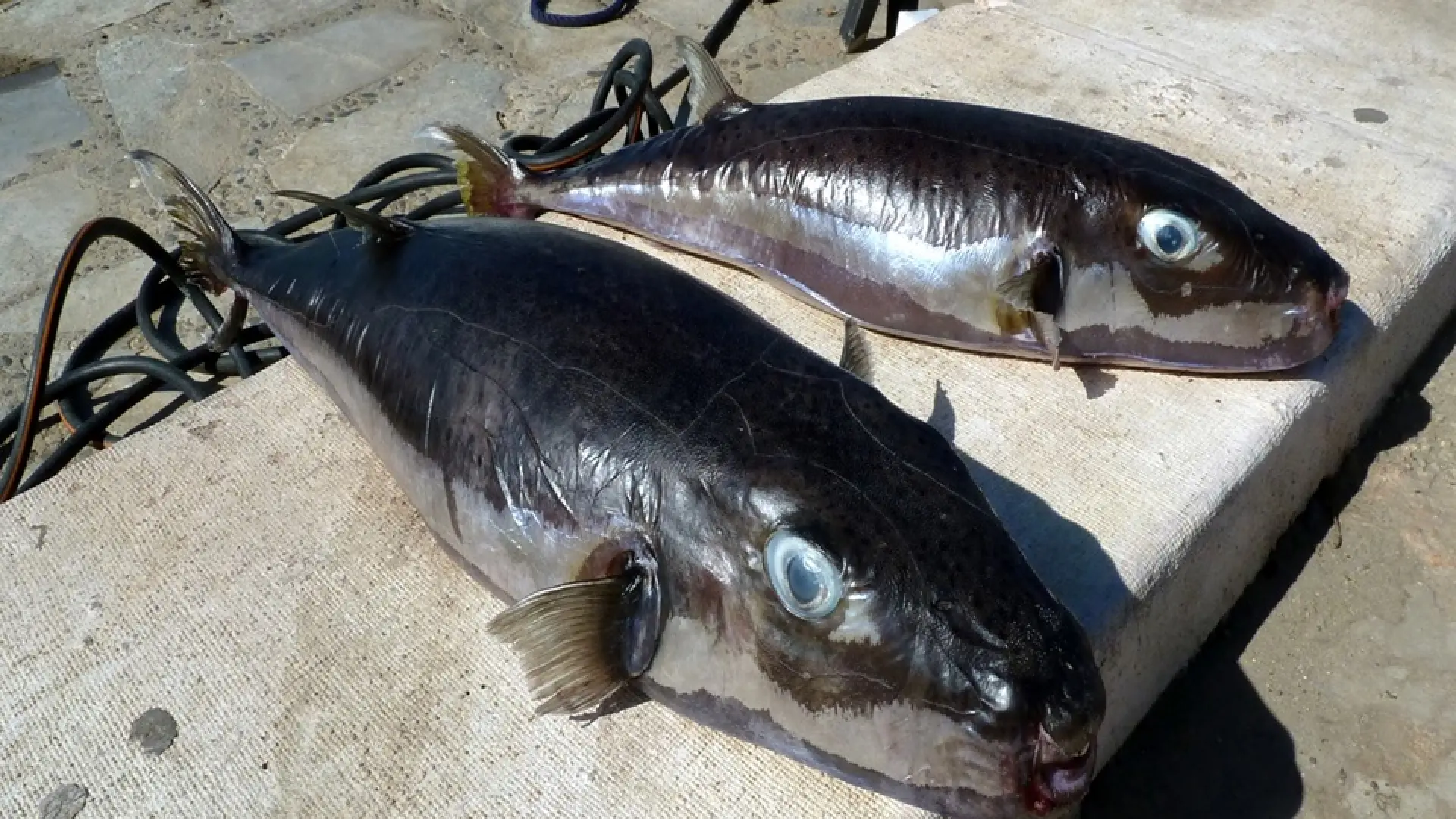 Ponen precio a su cabeza: voraces y tóxicos peces globo llegados desde el Canal de Suez causan estragos en el Mediterráneo