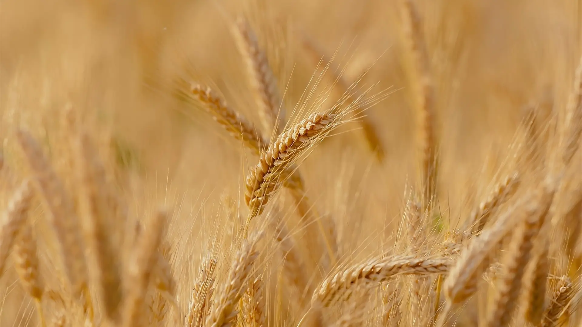 Las elevadas temperaturas debilitan la producción nacional de cereales y nos deja al albur de la inestabilidad geopolítica