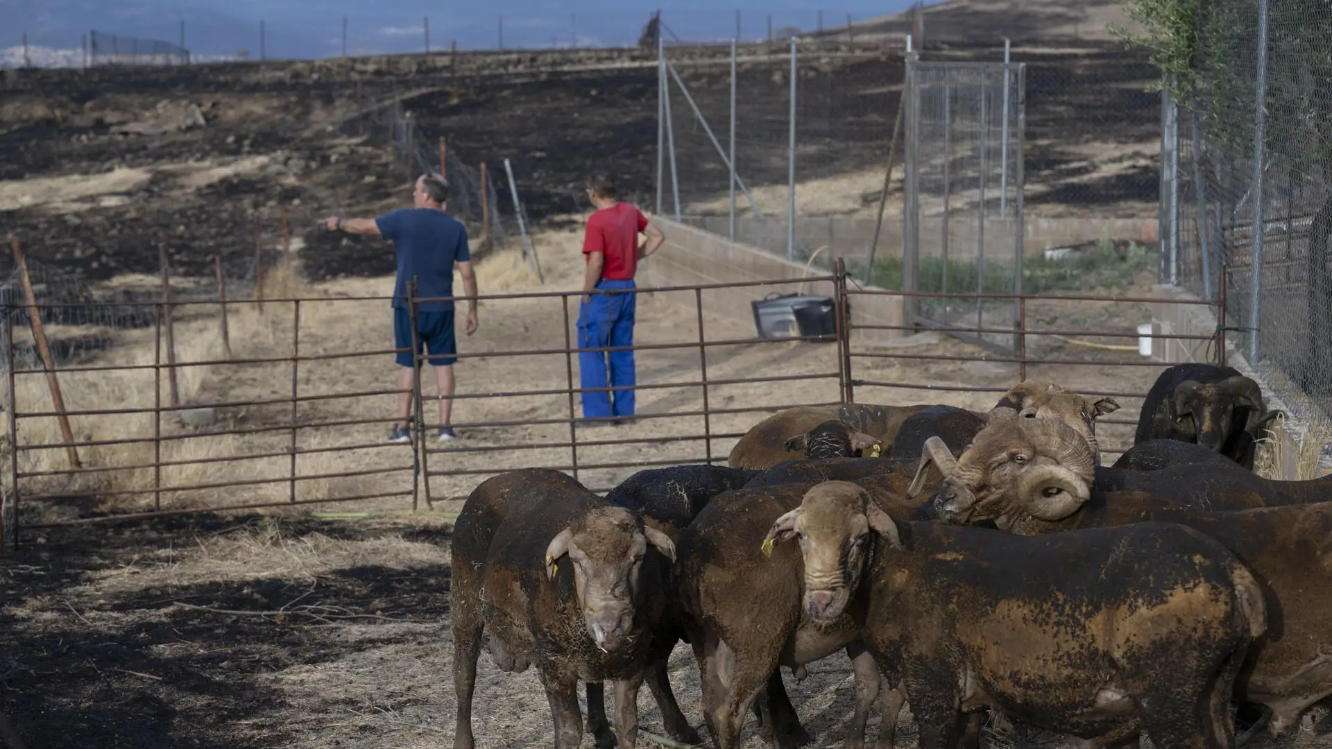 España puede superar en agosto el pico histórico de superficie agraria dañada por los incendios de 2025