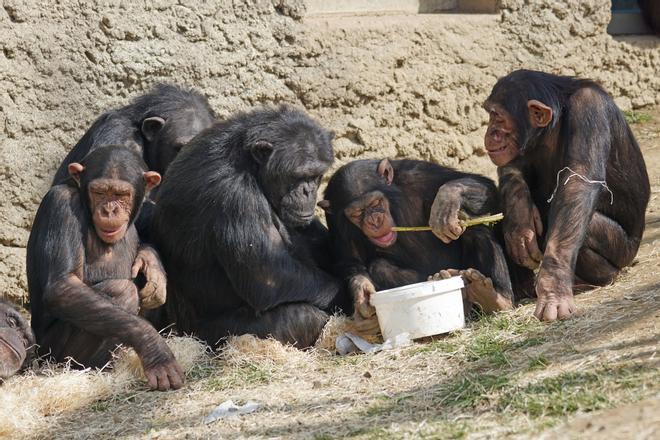 Los niños y los monos comparten una comprensión común de la geometría