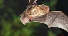 Rabia, hantavirus, gripe aviar o virus del Nilo Occidental: el 75% de las enfermedades infecciosas emergentes en humanos tienen origen animal