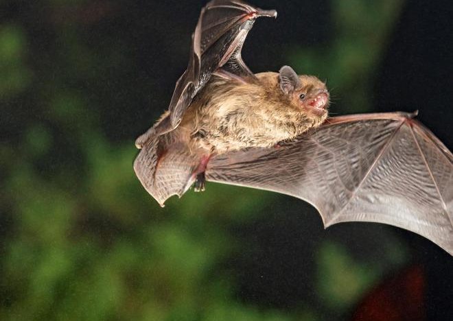 Rabia, hantavirus, gripe aviar o virus del Nilo Occidental: el 75% de las enfermedades infecciosas emergentes en humanos tienen origen animal