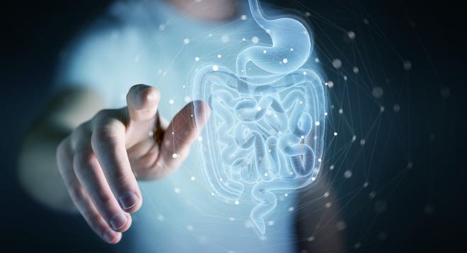 El estrés crónico podría alterar la microbiota intestinal, acelerar el envejecimiento del sistema inmunitario y debilitar las defensas