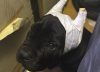 Detenidas 14 personas por realizar a perros amputaciones estéticas ilegales de orejas y rabos