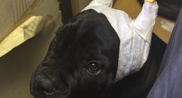 Detenidas 14 personas por realizar a perros amputaciones estéticas ilegales de orejas y rabos