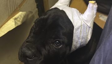 Detenidas 14 personas por realizar a perros amputaciones estéticas ilegales de orejas y rabos